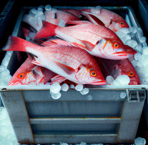 Sierra Leone fishing company Snapper